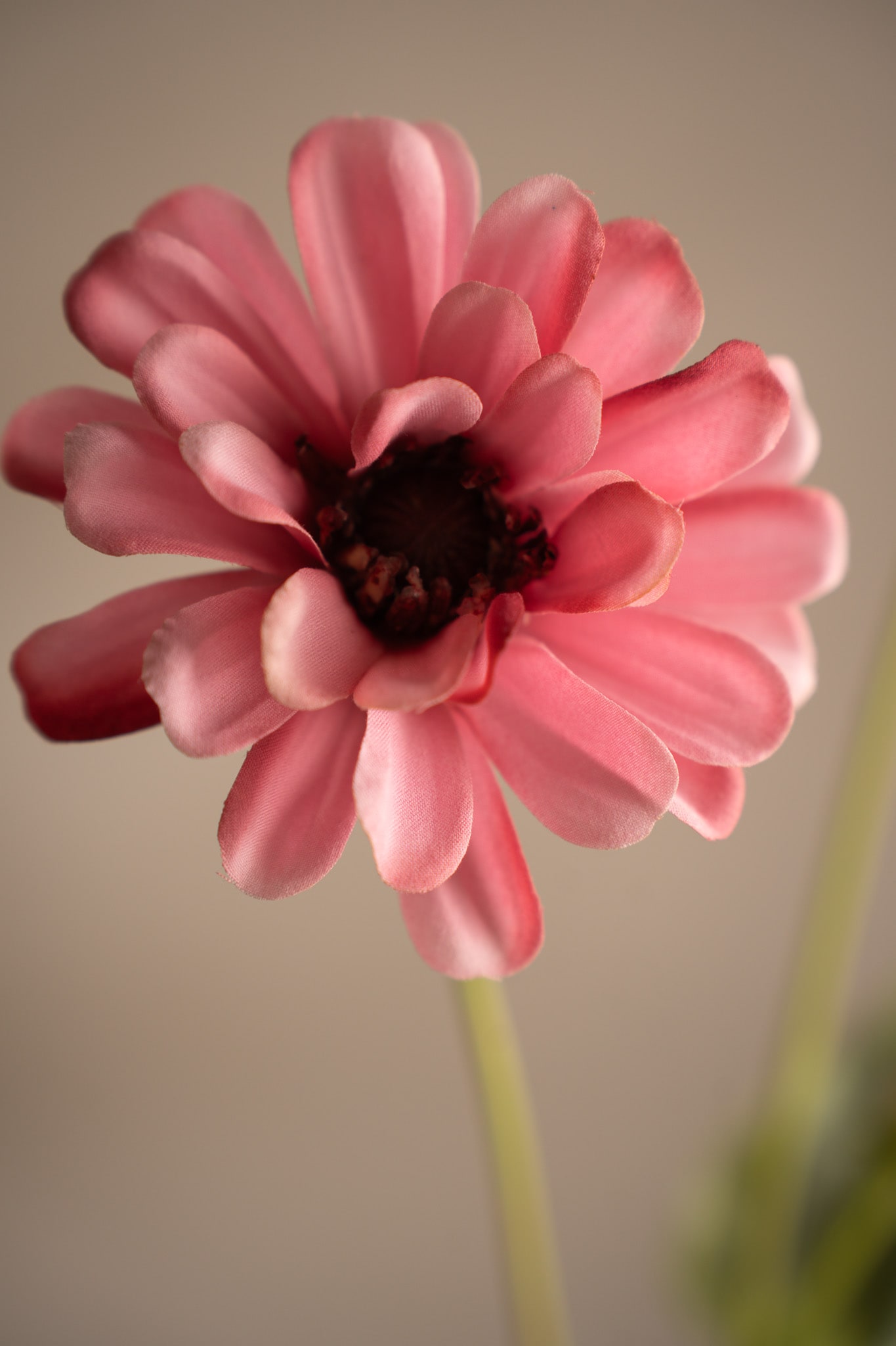 Konstgjord rosa Zinnia 65cm