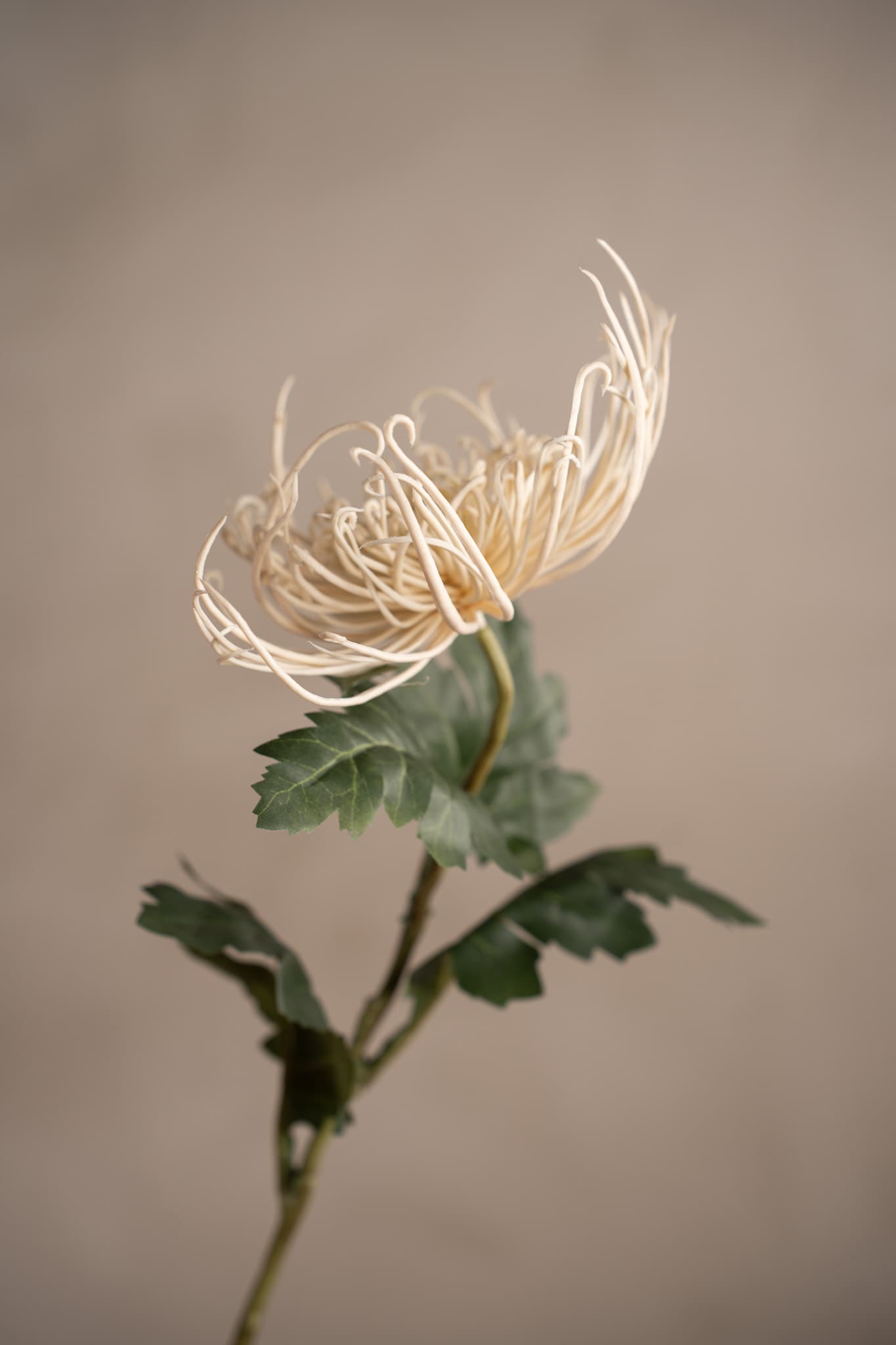 Konstgjord cremefärgad Spindelchrysanthemum 70cm