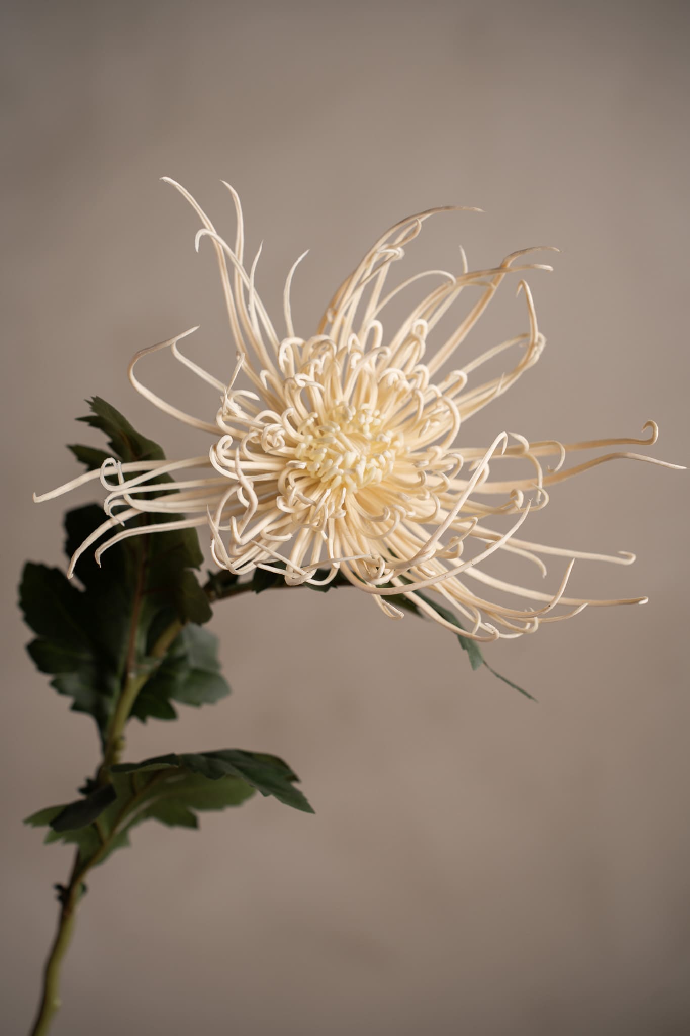 Konstgjord cremefärgad Spindelchrysanthemum 70cm