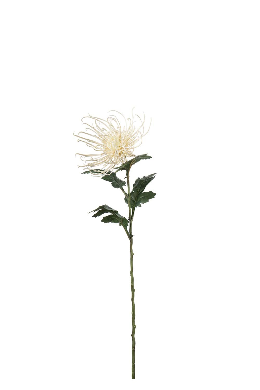 Konstgjord cremefärgad Spindelchrysanthemum 70cm