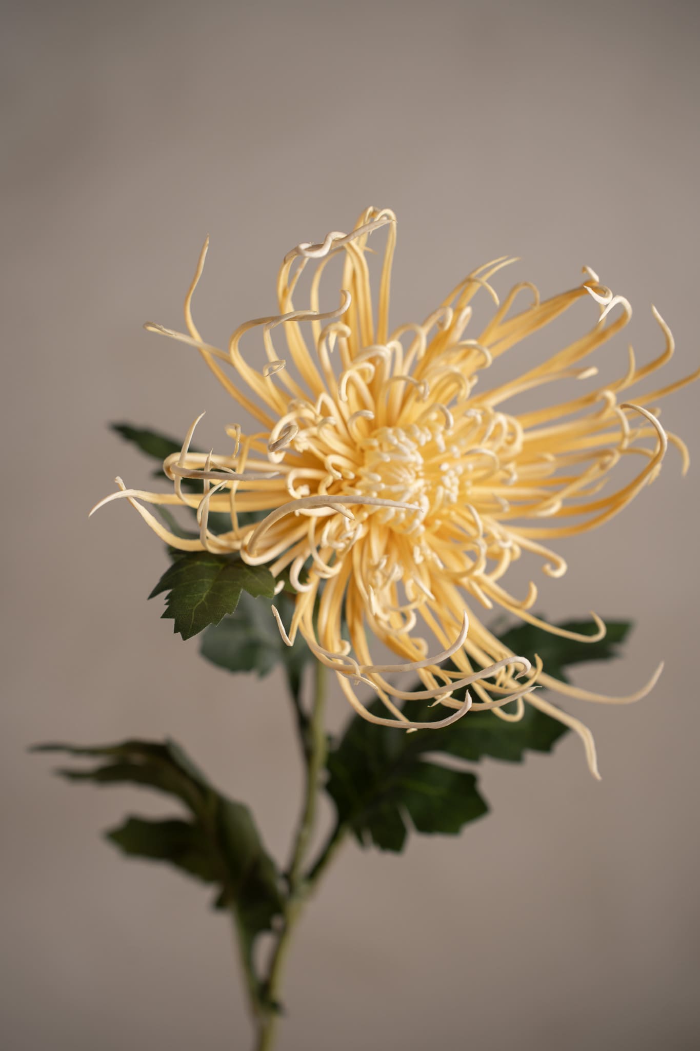 Konstgjord orange Spindelchrysanthemum 70cm