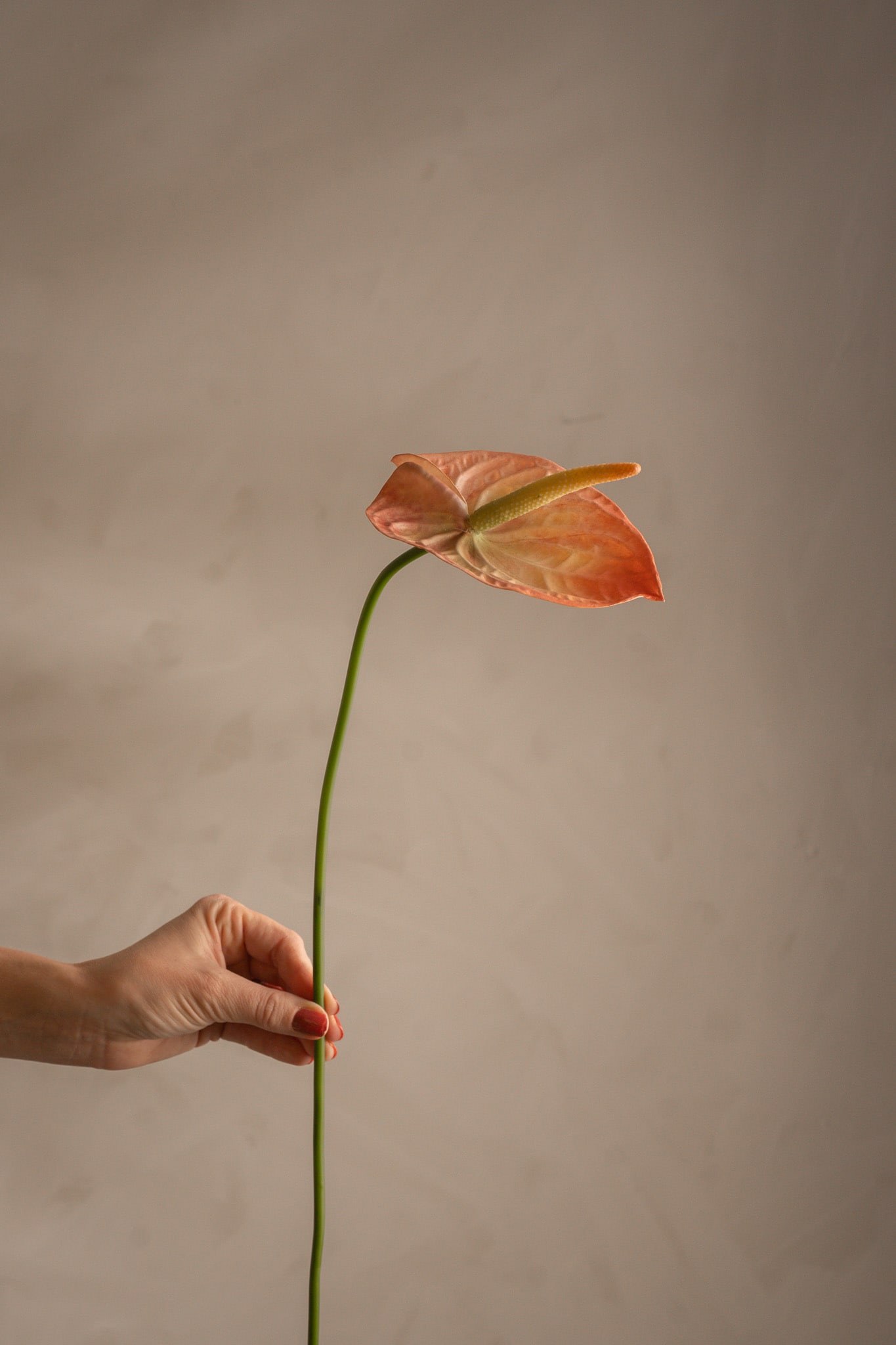 Konstgjord persikofärgad Anthurium 65cm