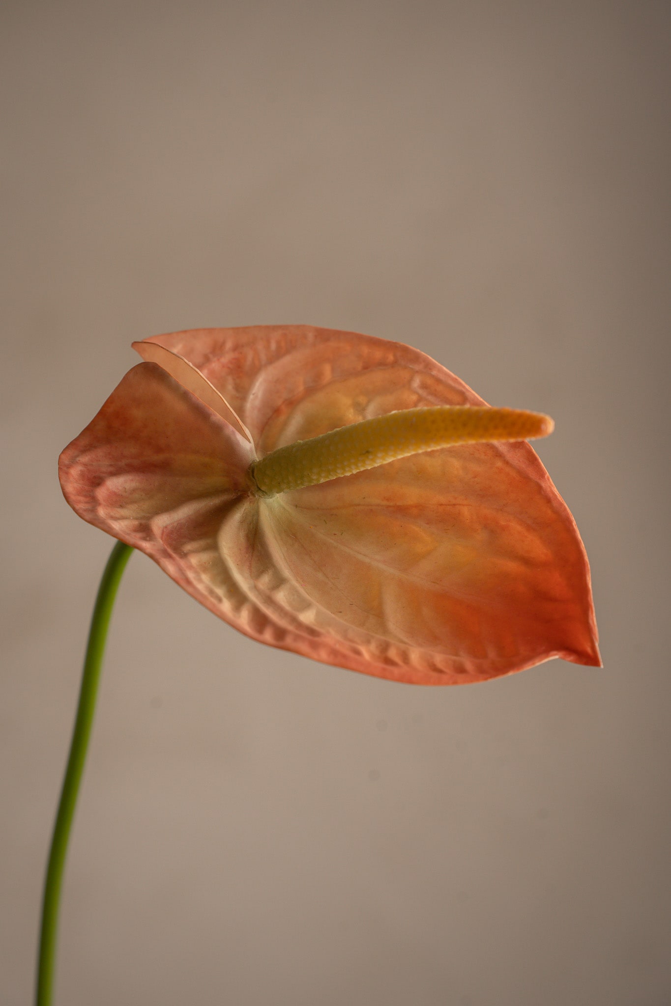 Konstgjord persikofärgad Anthurium 65cm