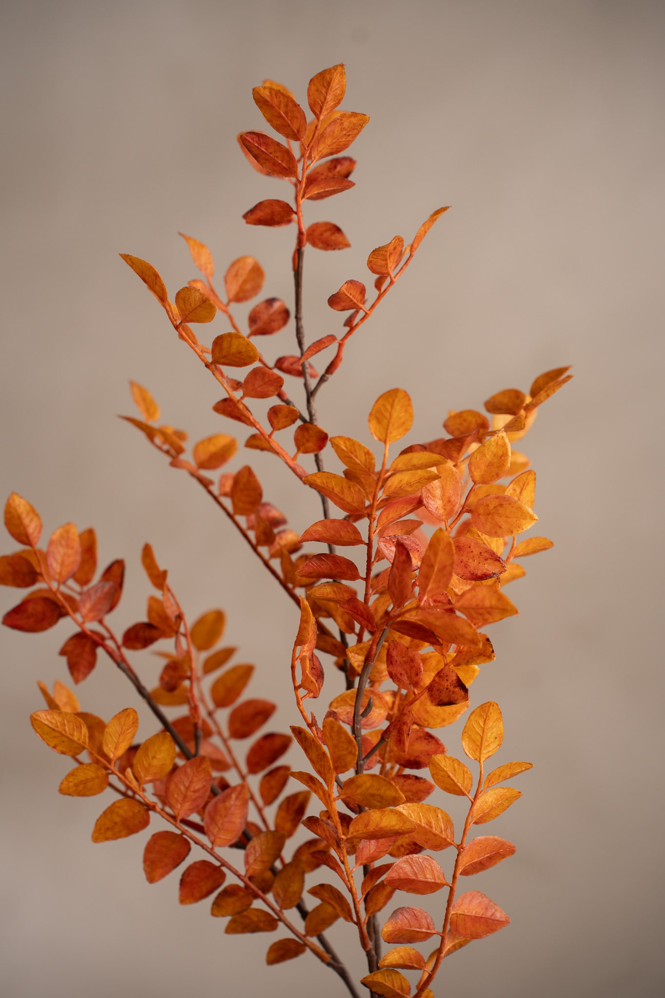 Konstgjord orange Ruscus 95cm