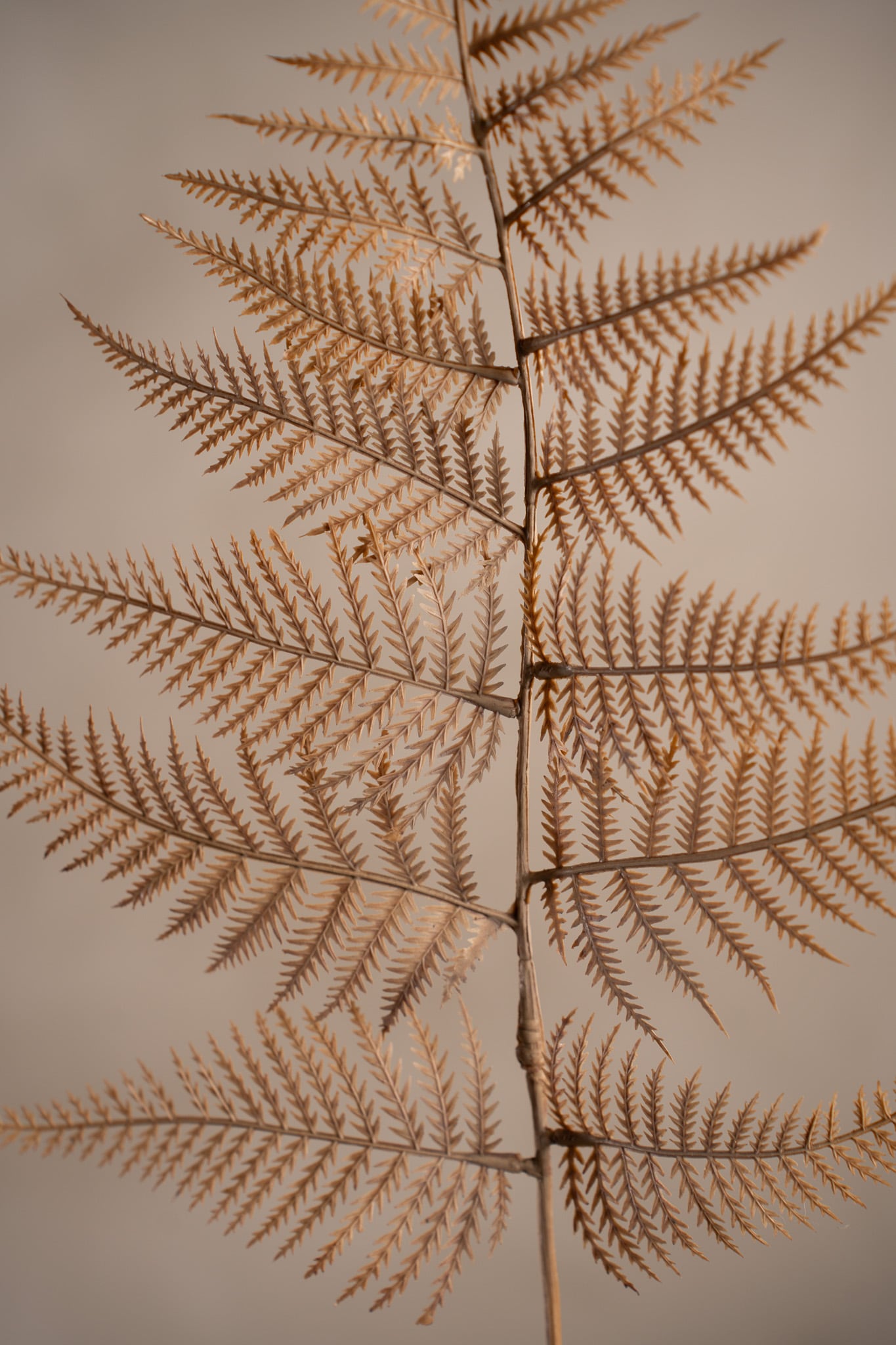 Konstgjord beige Ormbunksblad 80cm