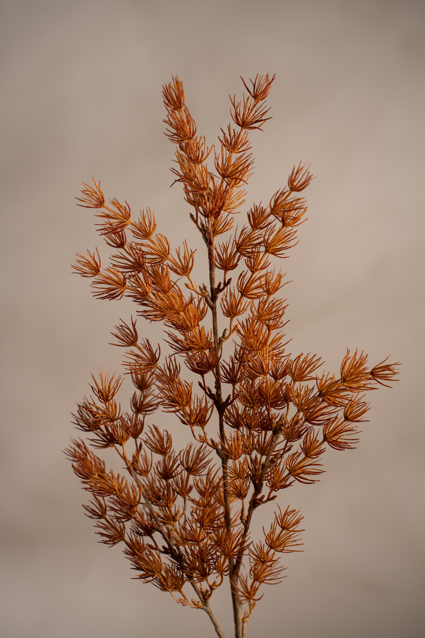 Konstgjord orange Asparagus 75cm