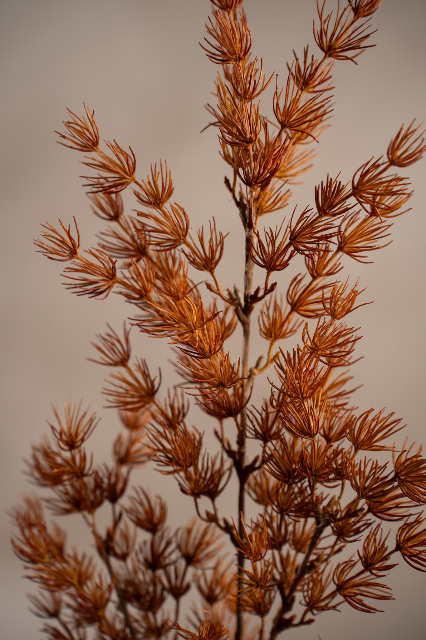 Konstgjord orange Asparagus 75cm