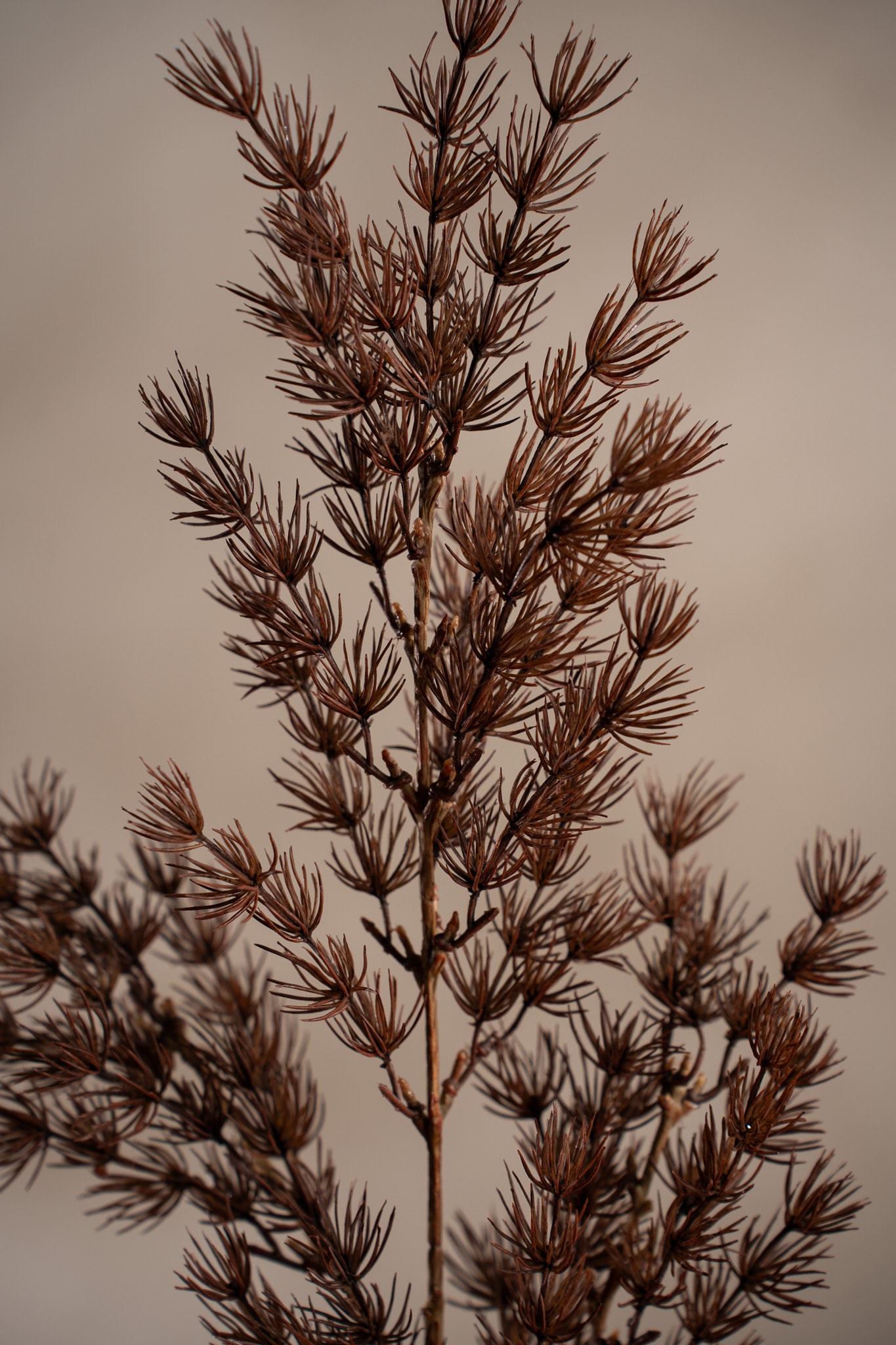 Konstgjord brun Asparagus 75cm