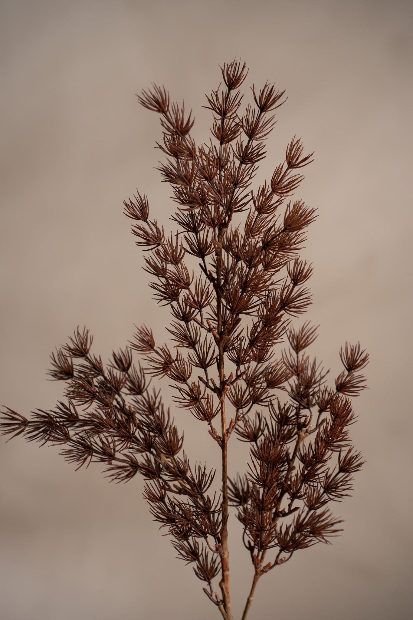 Konstgjord brun Asparagus 75cm
