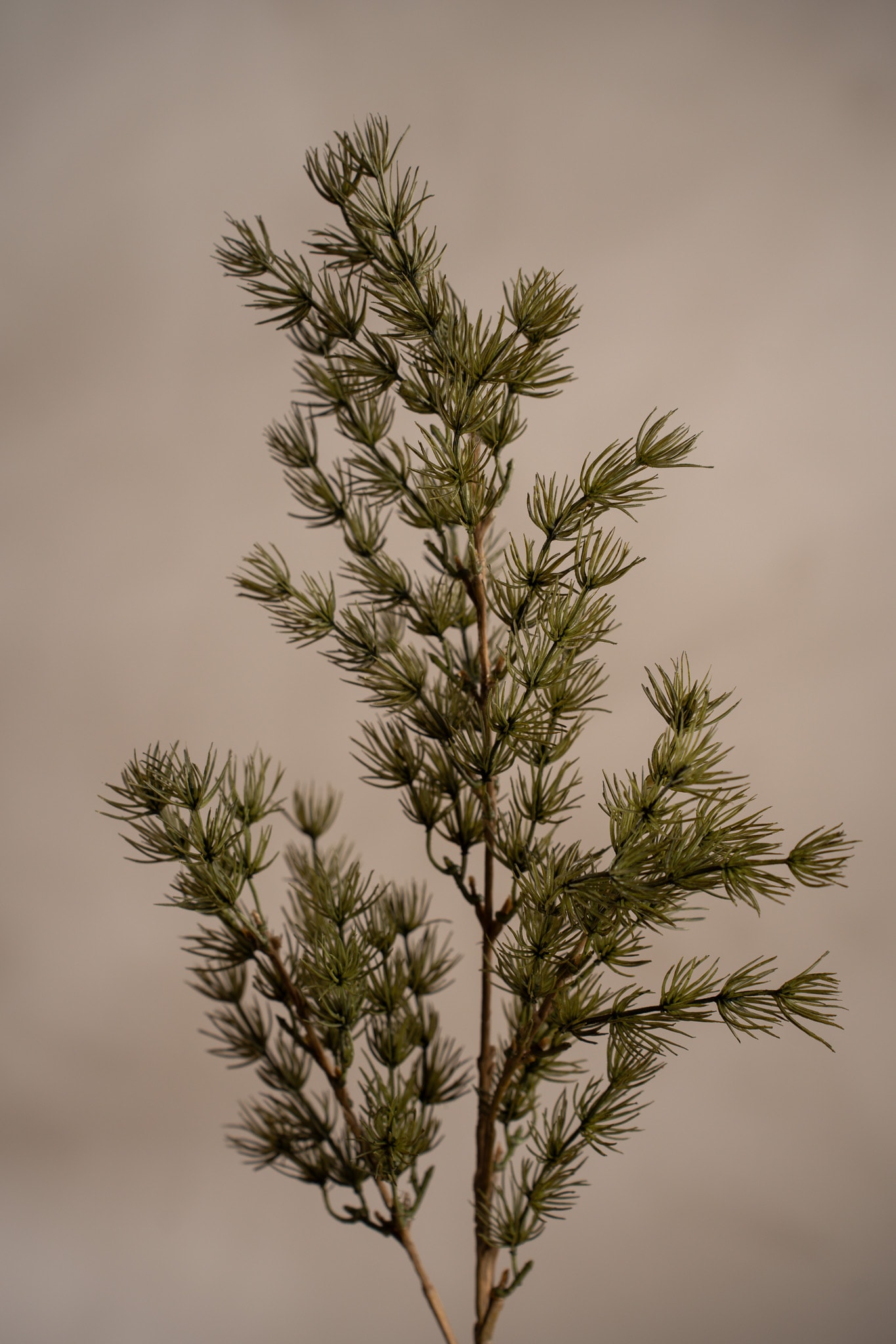 Konstgjord grön Asparagus 75cm