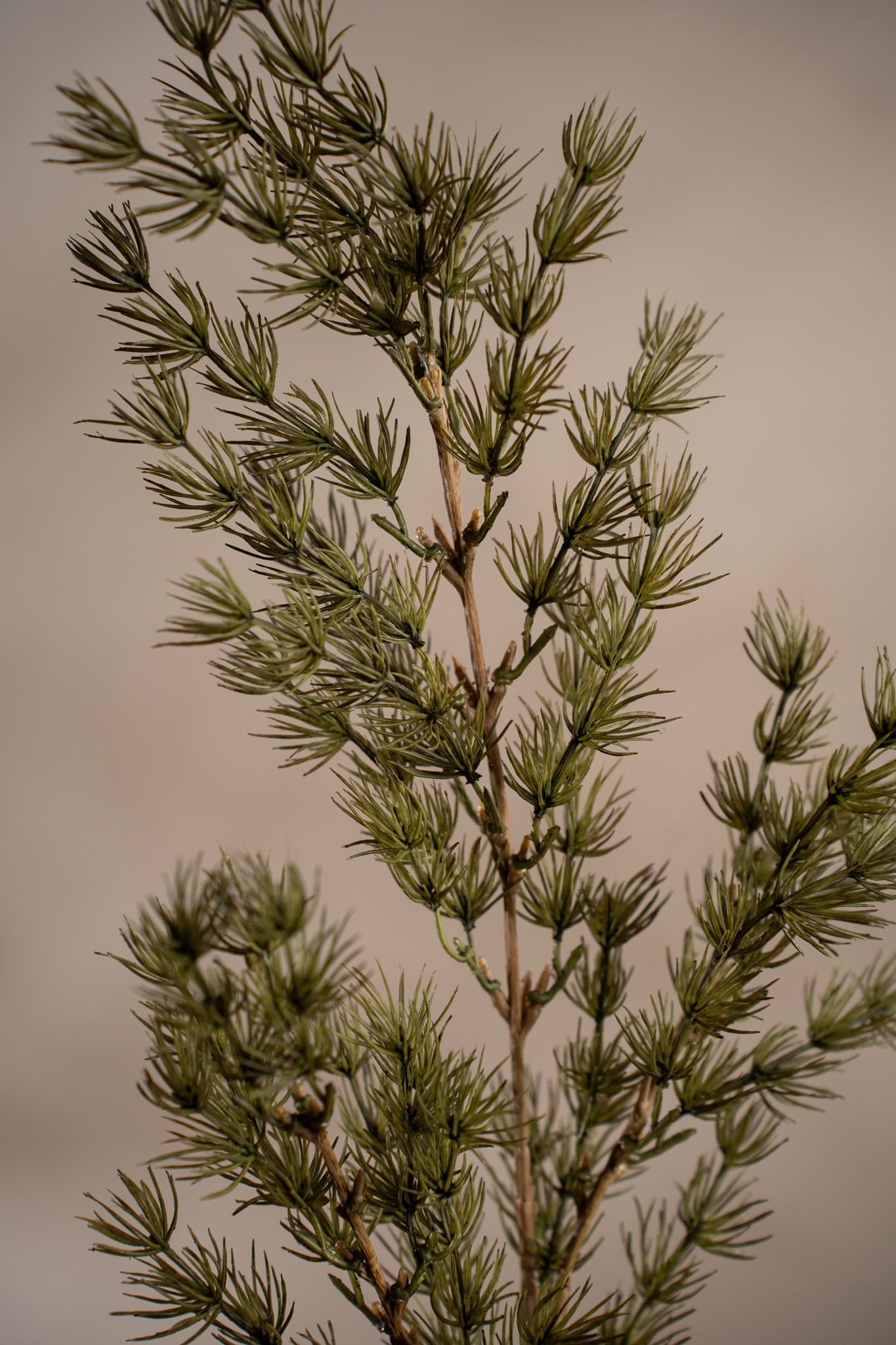 Konstgjord grön Asparagus 75cm