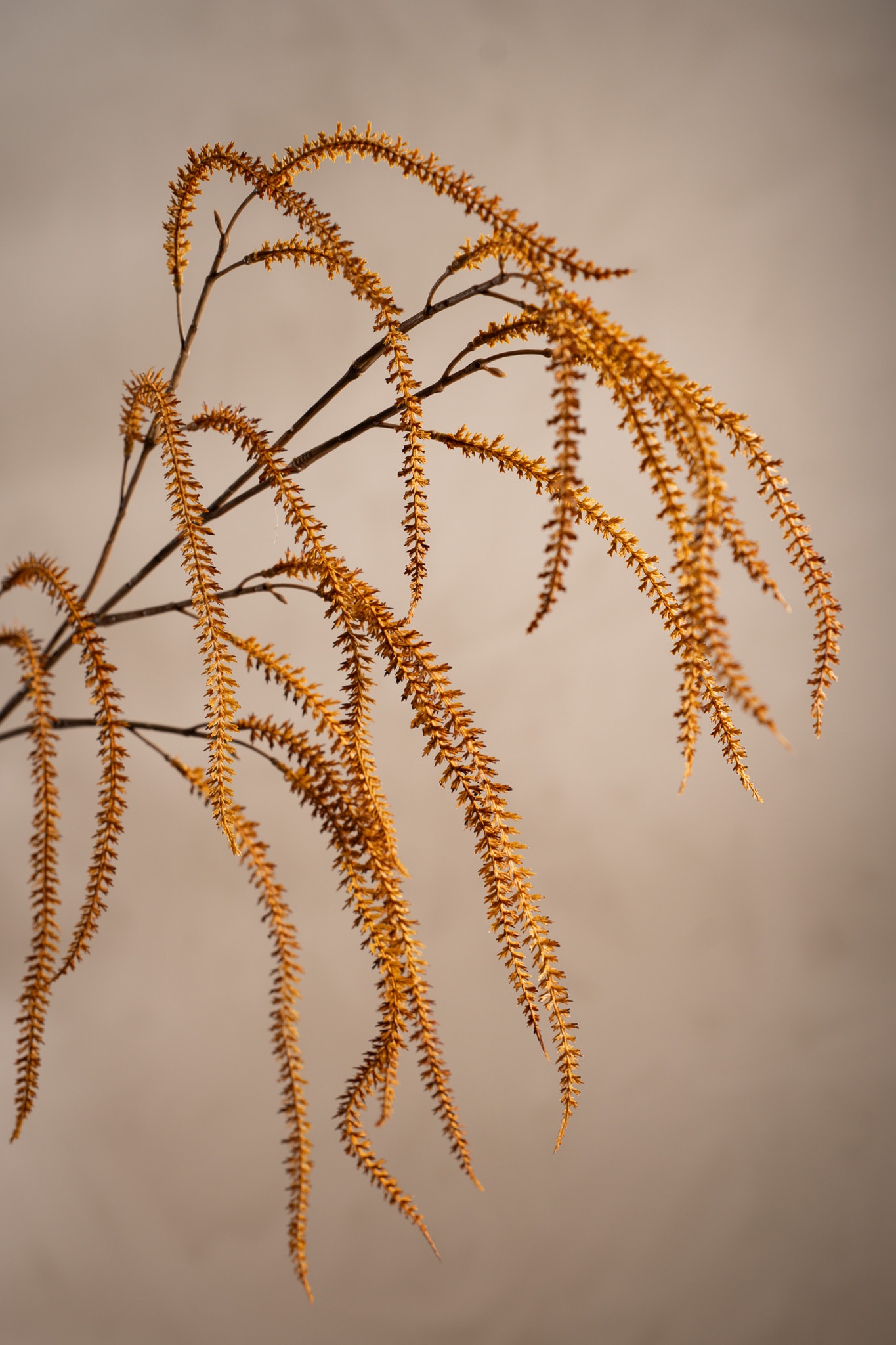 Konstgjord brun Amaranthus 95cm