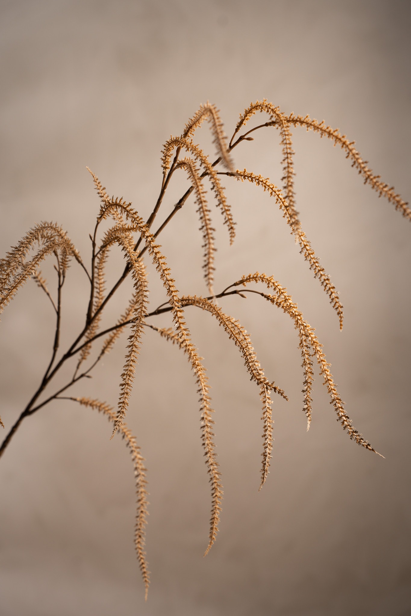 Konstgjord beige Amaranthus 95cm