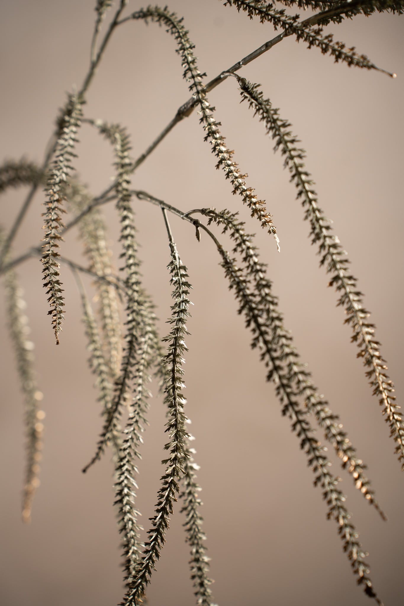 Konstgjord grön Amaranthus 95cm