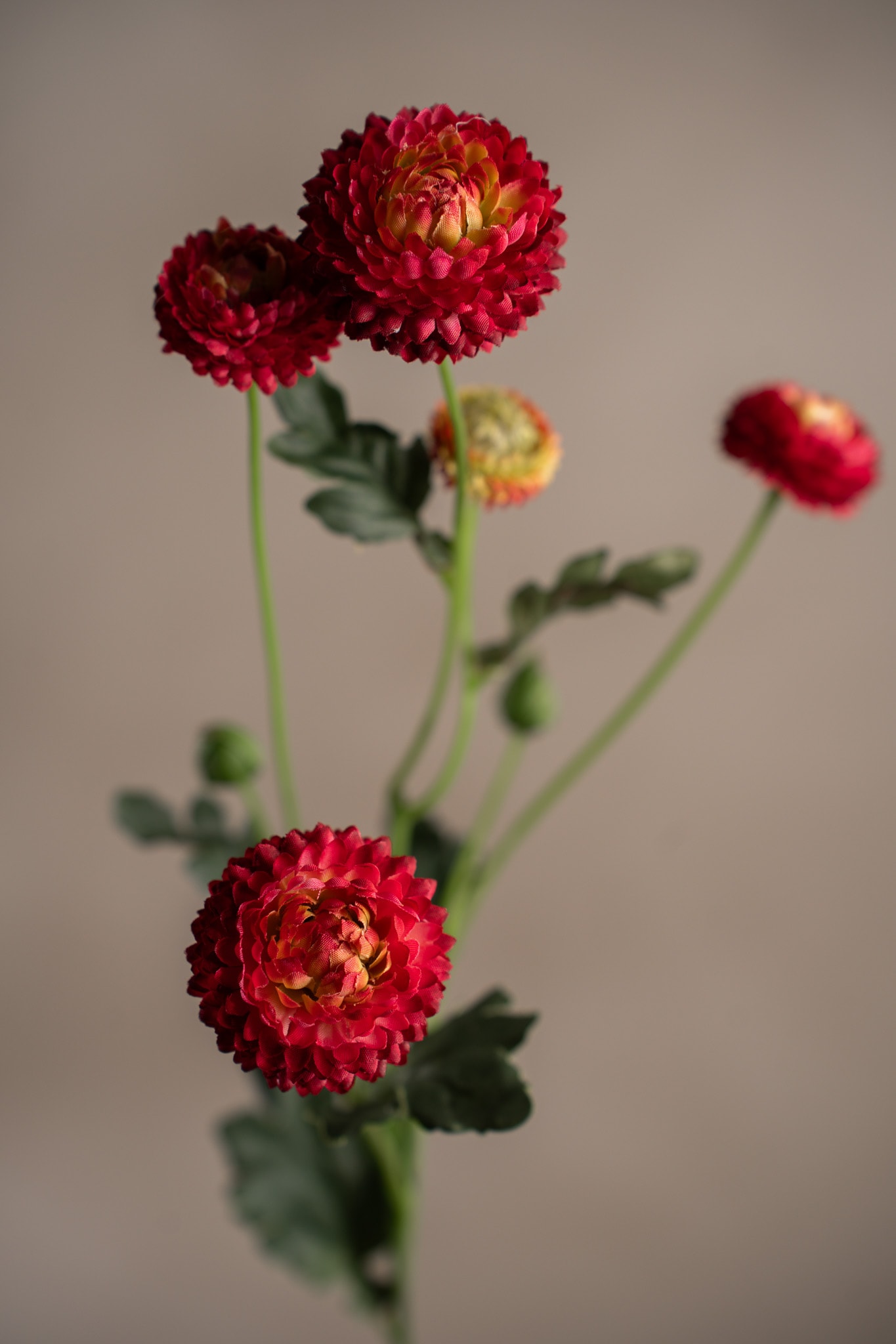 Konstgjord burgundy Chrysanthemum 60cm