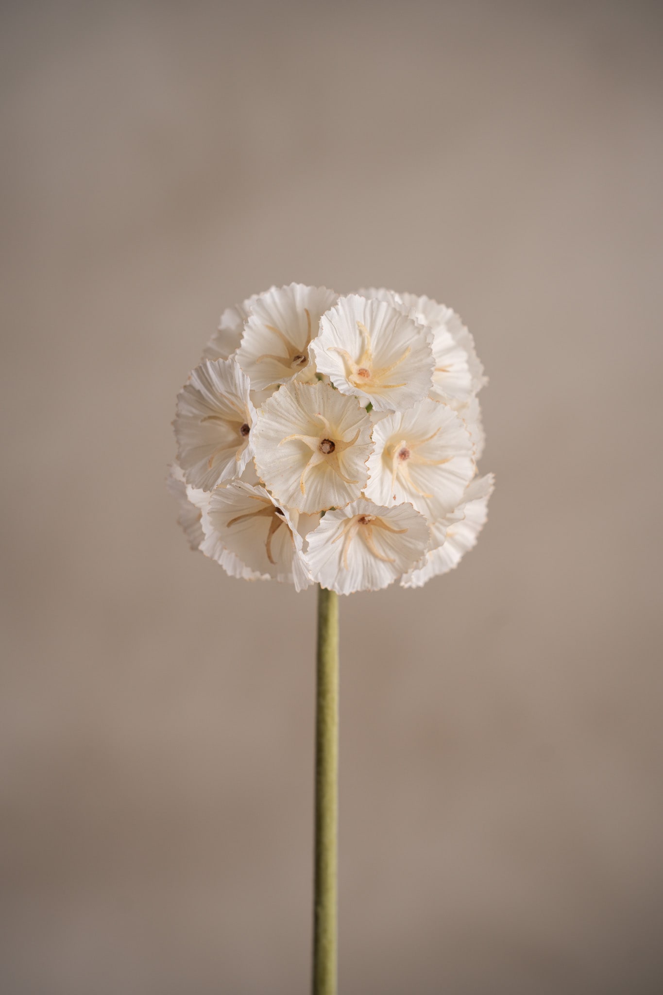 Konstgjord cremefärgad Scabiosa 60cm