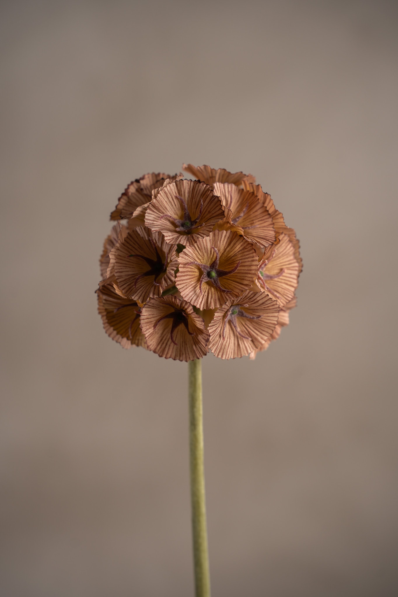 Konstgjord brun Scabiosa 60cm