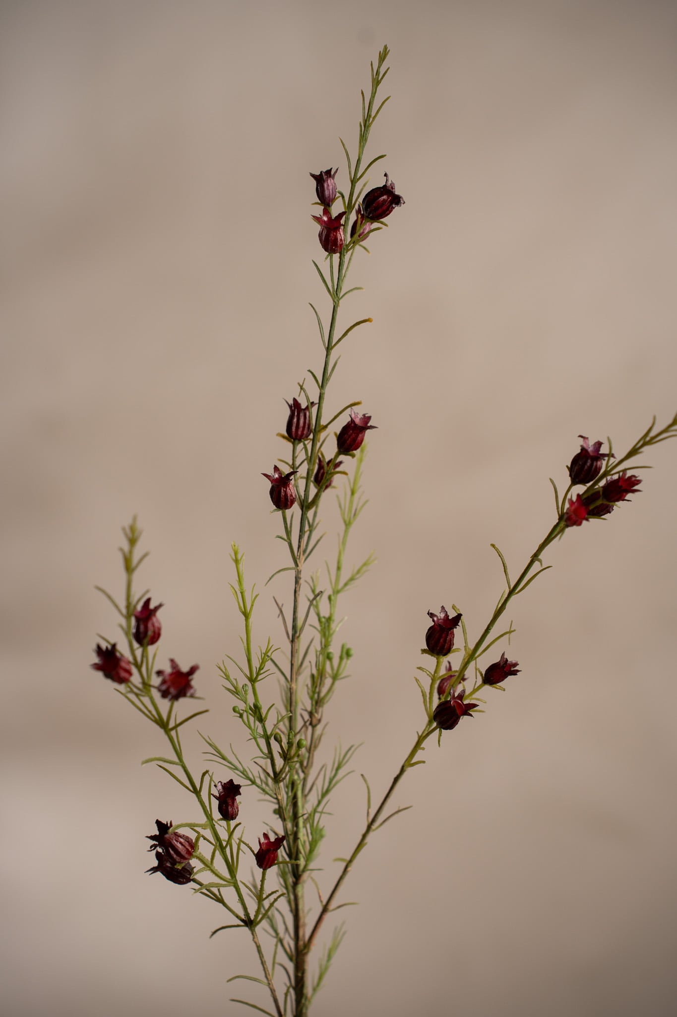 Konstgjord burgundy Calluna 63cm