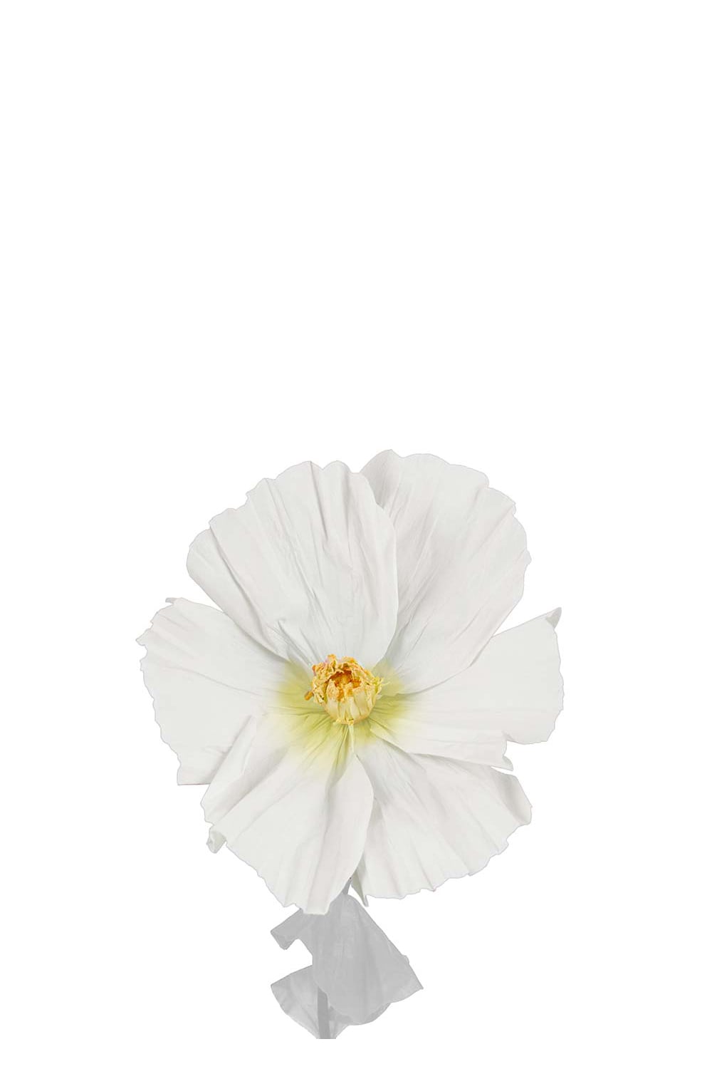 Stor vit pappblomma Lykke Ø50cm