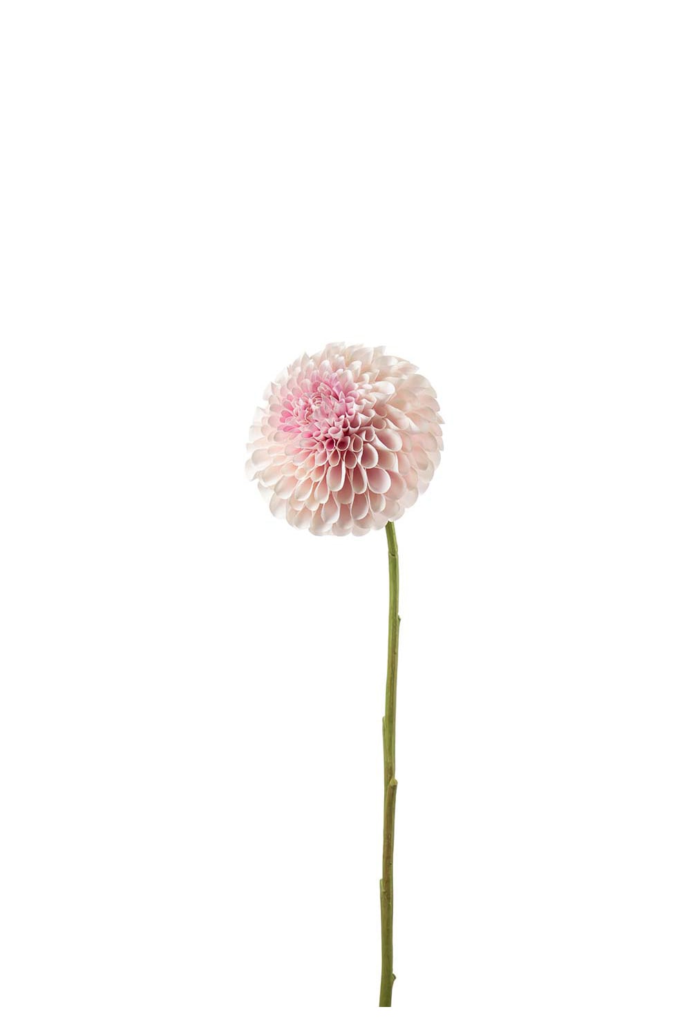 Konstgjord rosa Dahlia 75cm