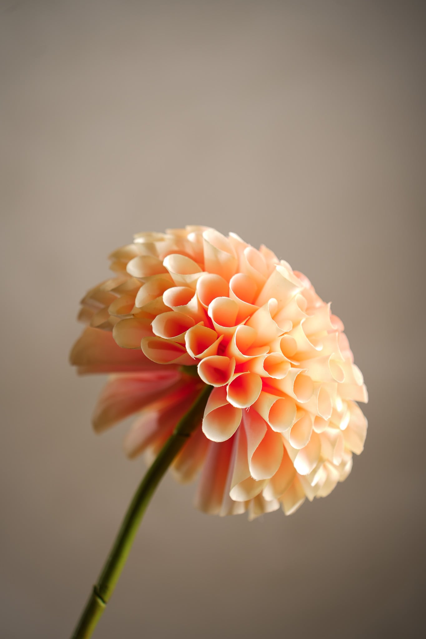 Konstgjord persikofärgad Dahlia 75cm