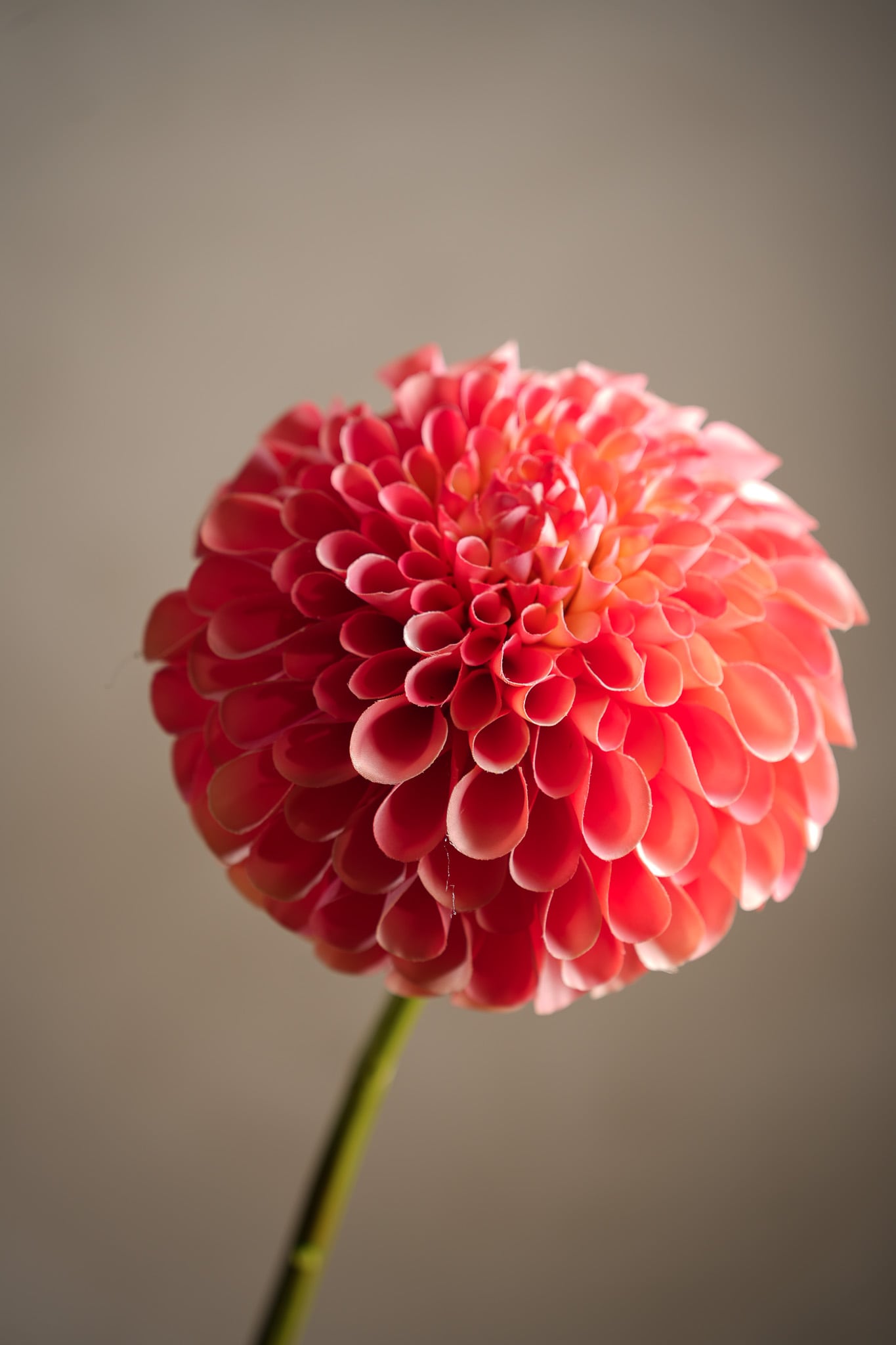 Konstgjord persikofärgad Dahlia 75cm