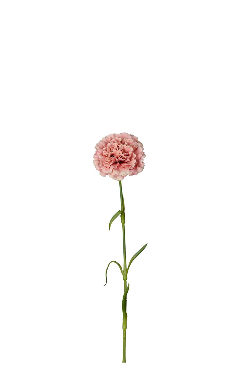 Konstgjord rosa Nejlika 44cm