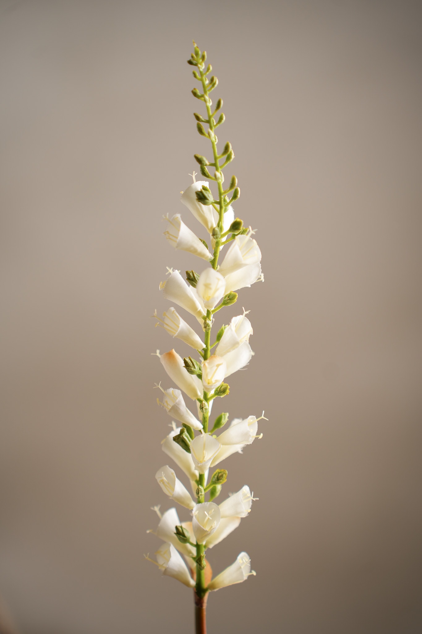 Konstgjord cremefärgad Digitalis 60cm