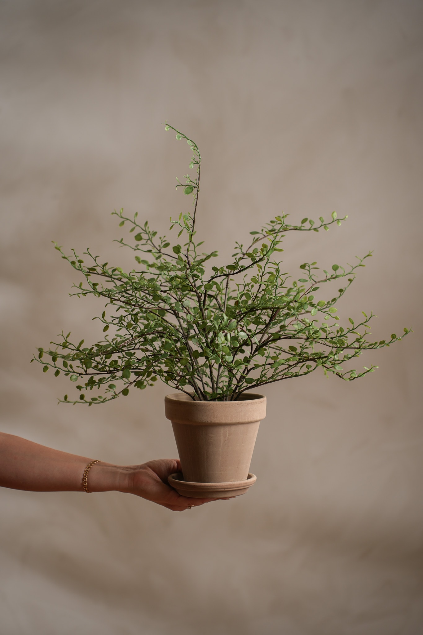 Konstgjord grön Muehlenbeckia 50cm