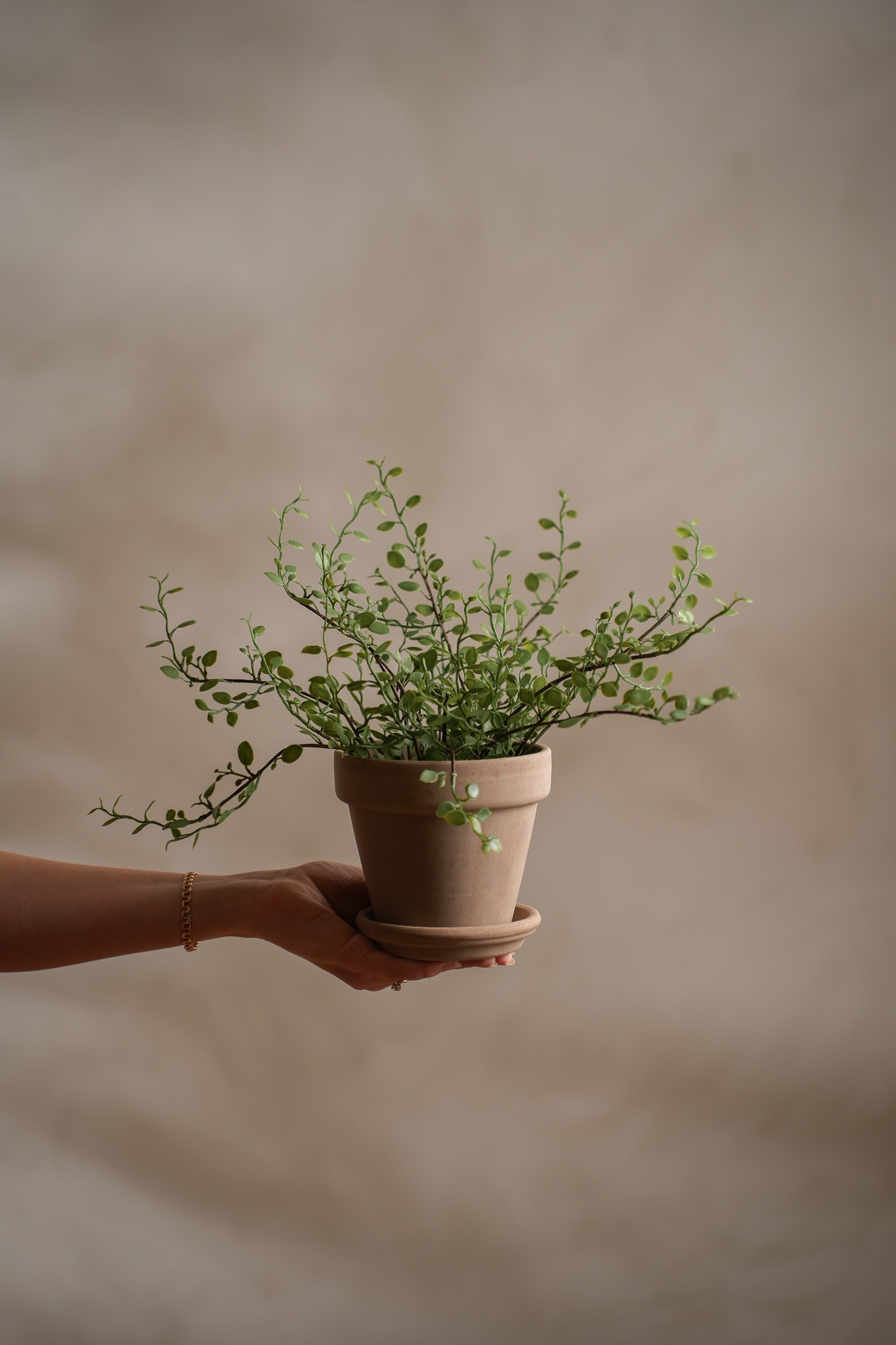 Konstgjord grön Muehlenbeckia 25cm