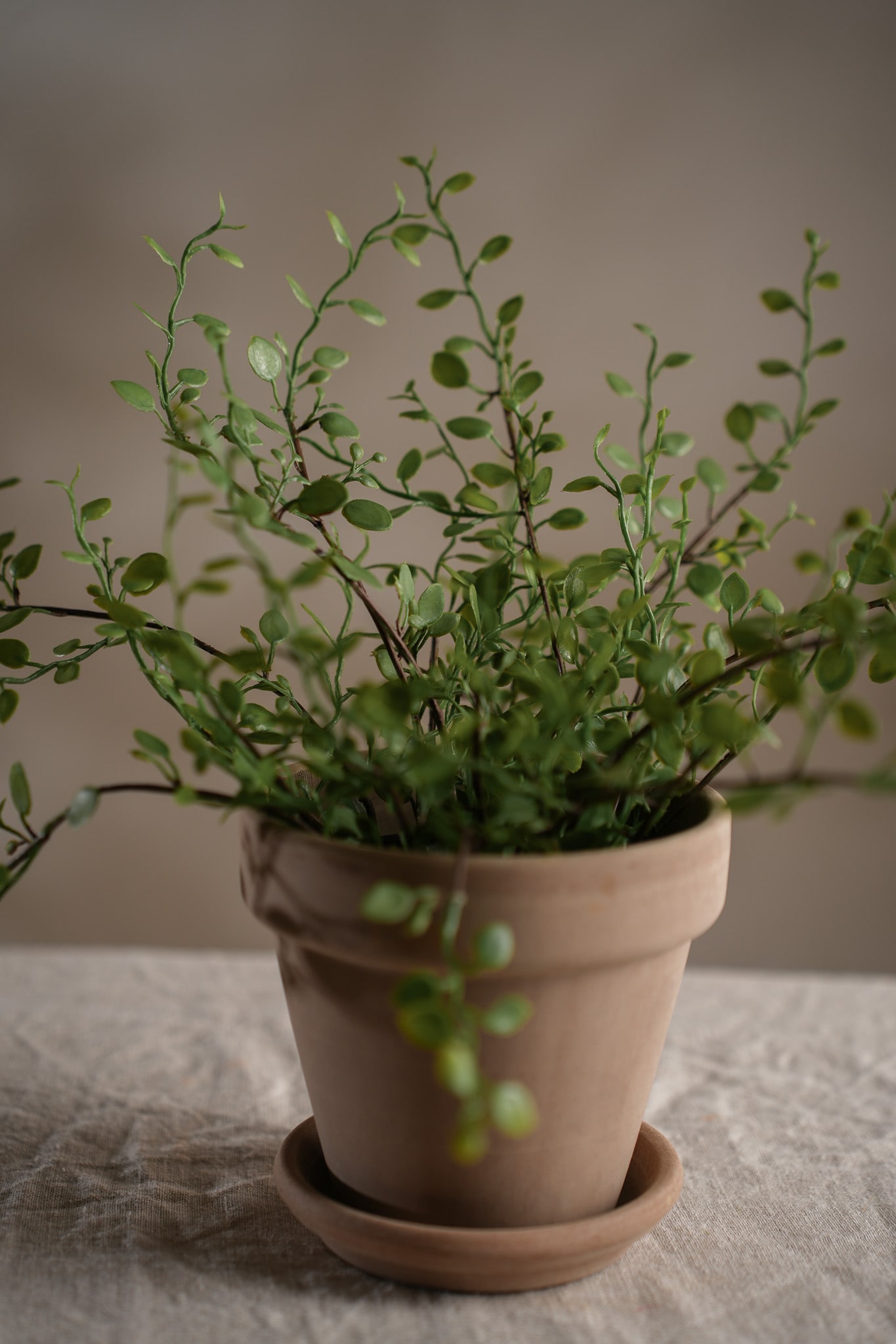 Konstgjord grön Muehlenbeckia 25cm