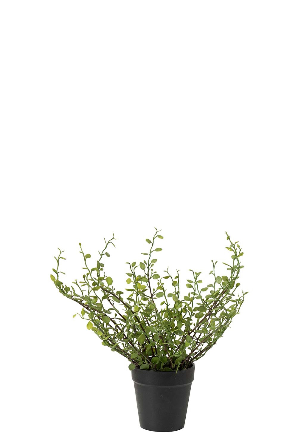 Konstgjord grön Muehlenbeckia 25cm