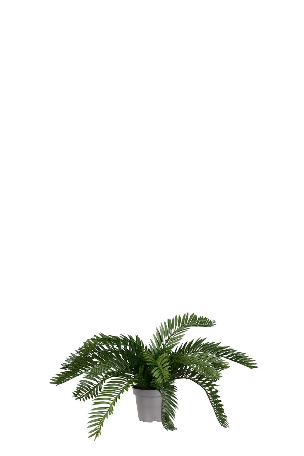 Konstgjord grön Cycas 20cm