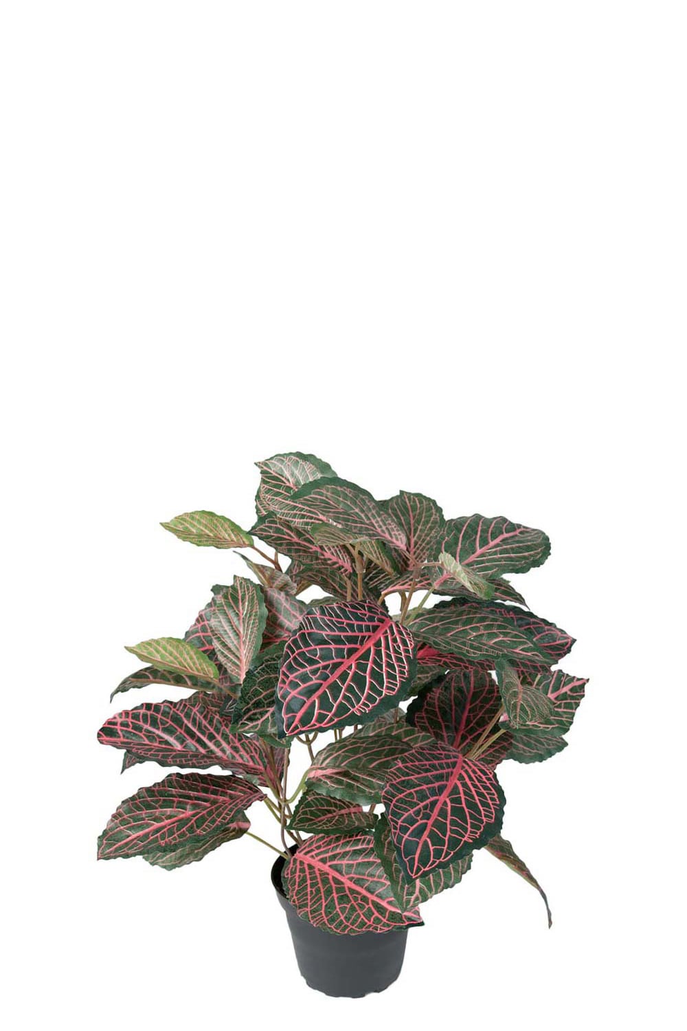 Konstgjord grön Fittonia 40cm
