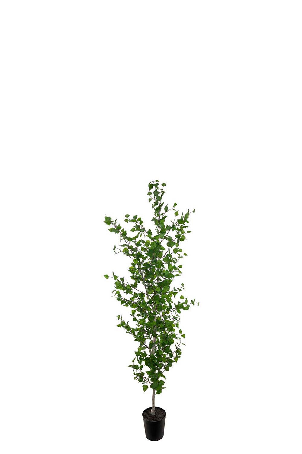 Konstgjord grön Björk 250cm