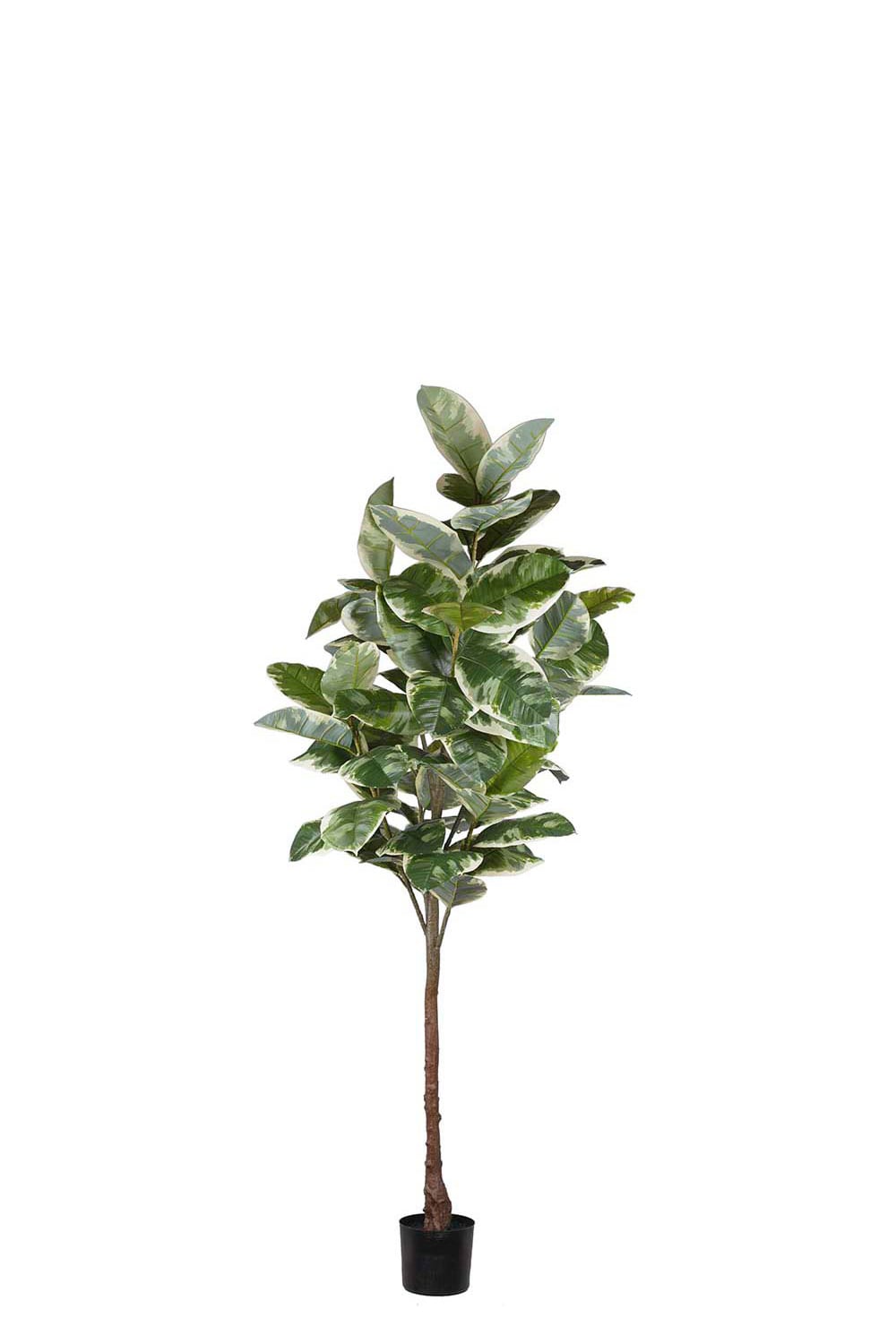 Konstgjord grön Fikus Elastica 220cm
