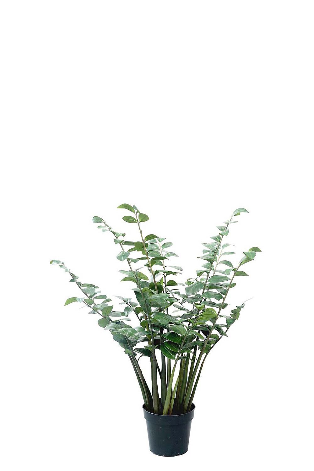 Konstgjord grön Zamifolia i kruka 120cm