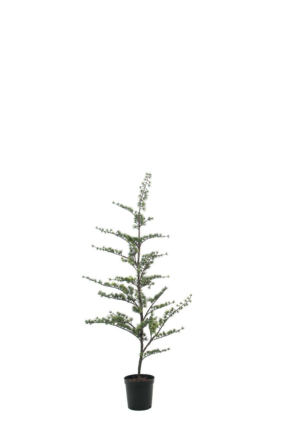 Konstgjort Grönt Cederträd i Kruka 150cm