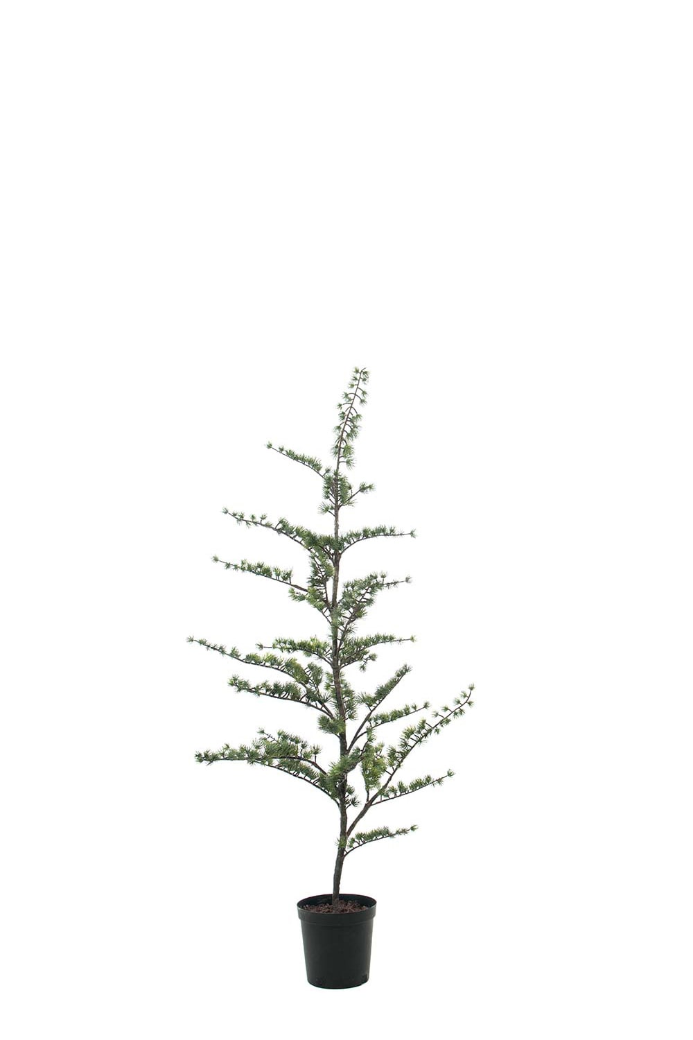 Konstgjort Grönt Cederträd i Kruka 180cm