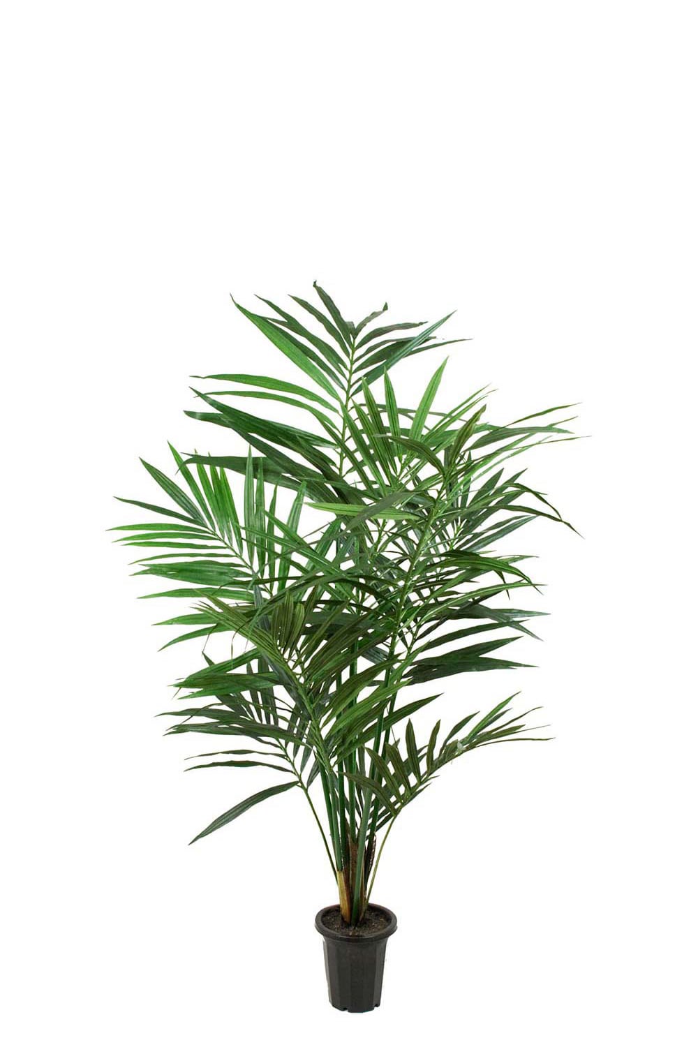 Konstgjord Kentia Palm 180cm