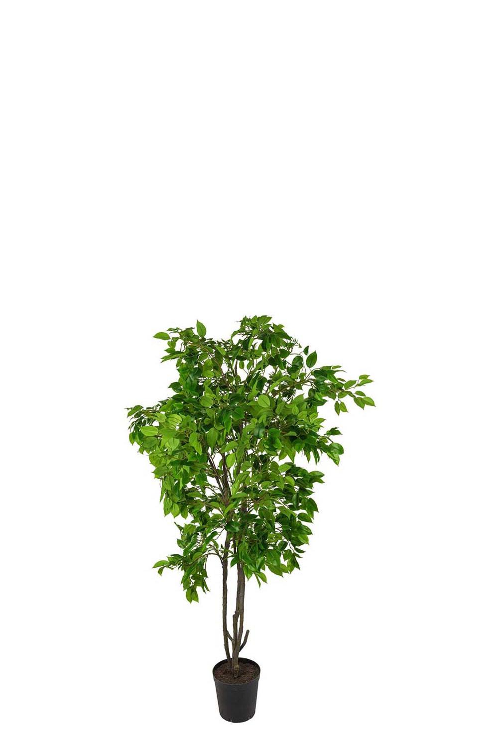 Konstgjord grön Fikus Benjamin 210cm