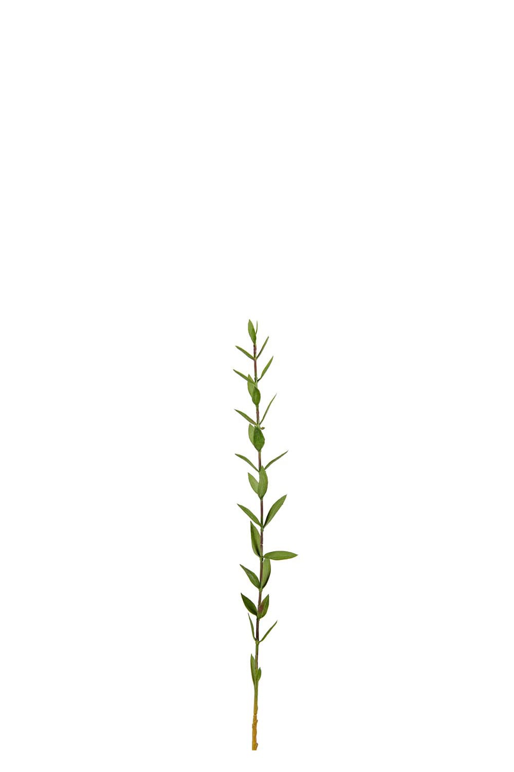 Konstgjord grön Eucalyptus 45cm