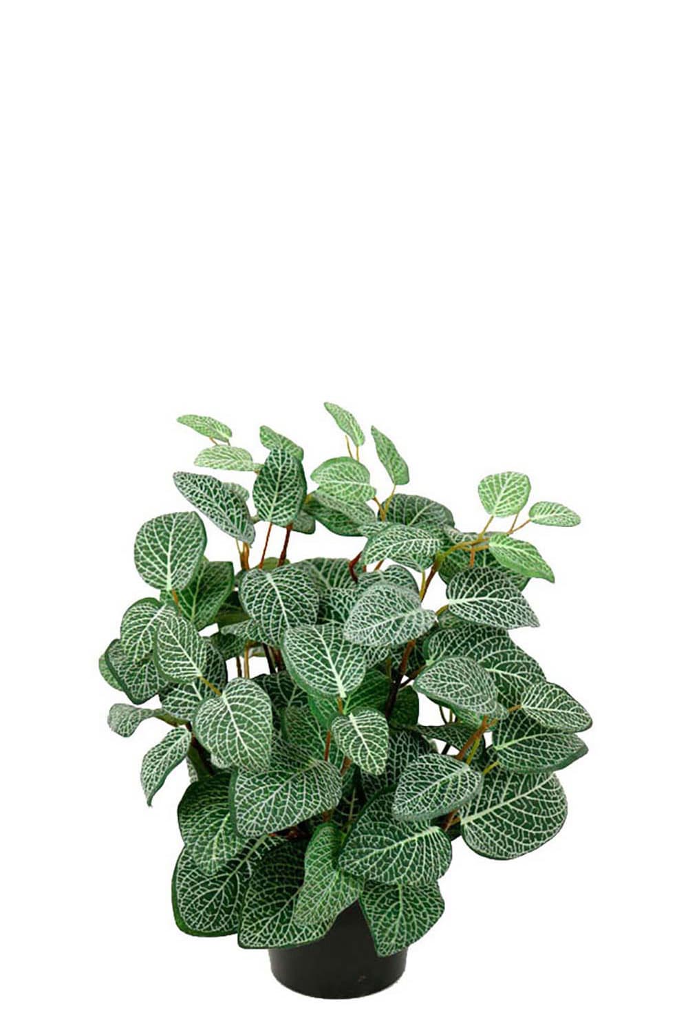 Konstgjord grön Fittonia 34cm