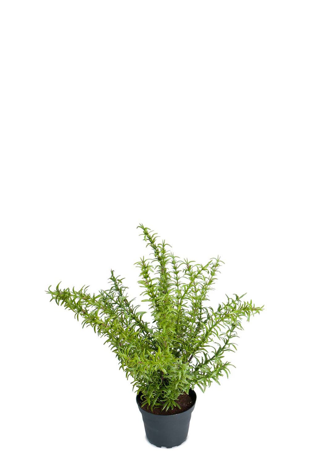 Konstgjord grön Rosmarin 35cm
