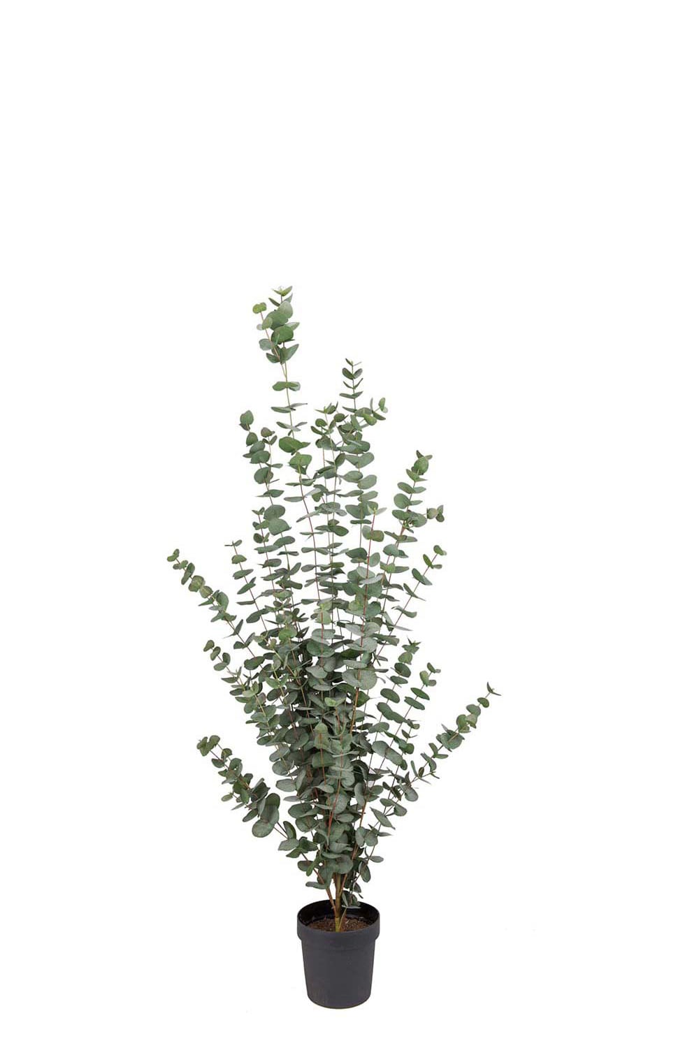Konstgjord Eucalyptus 170cm