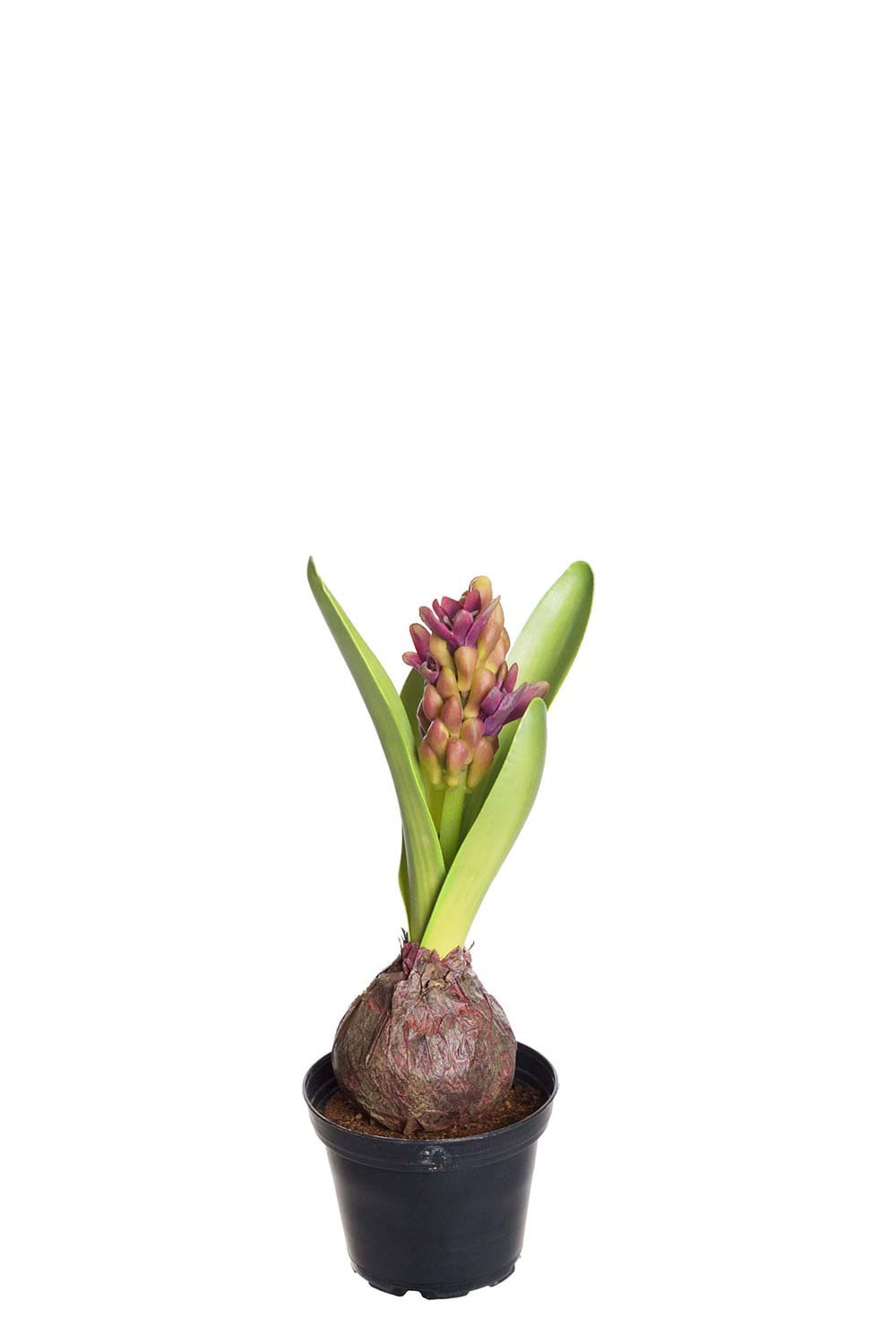 Konstgjord lila Hyacint 22cm