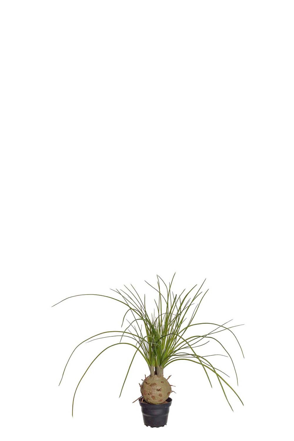 Konstgjord grön Flasklilja 45cm