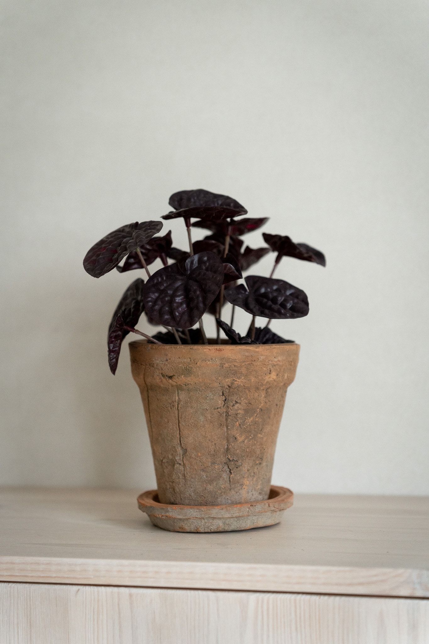 Konstgjord röd Peperomia 20cm