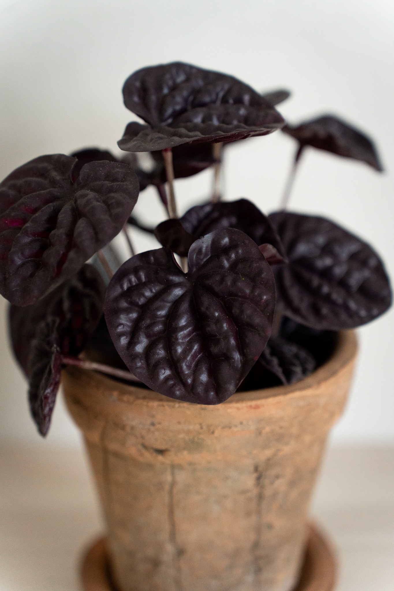 Konstgjord röd Peperomia 20cm