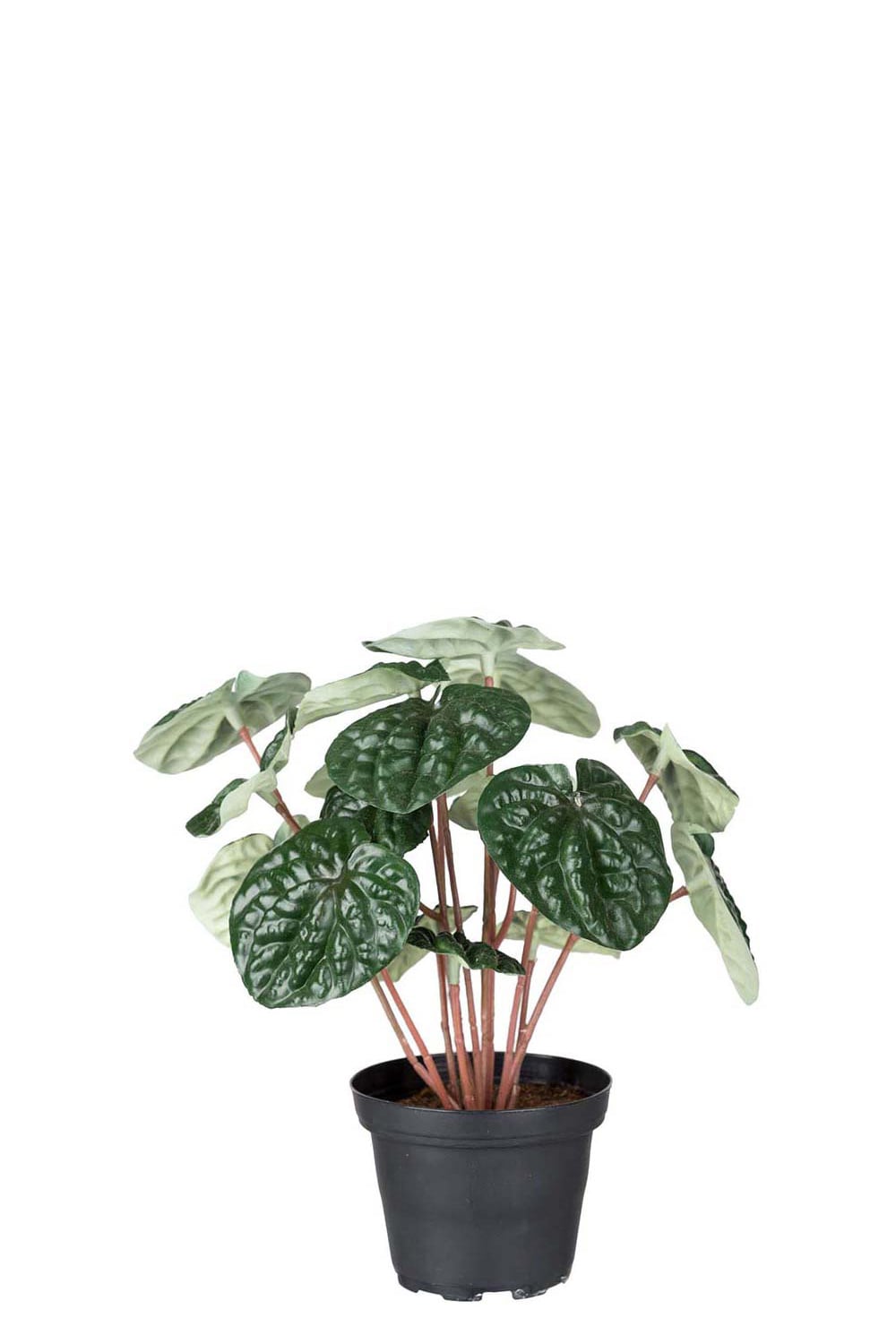 Konstgjord grön Peperomia 20cm
